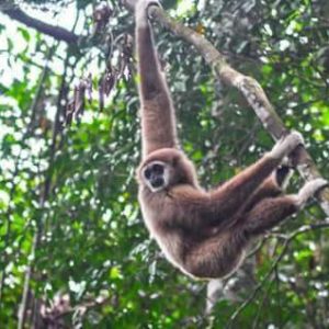 Jungle Trekking 6 hours